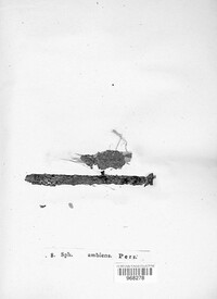 Cytospora populina image
